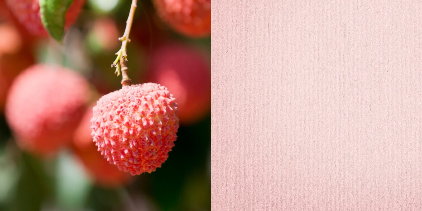 Headerbild: BIONADE Litschi – Litschi am Baum